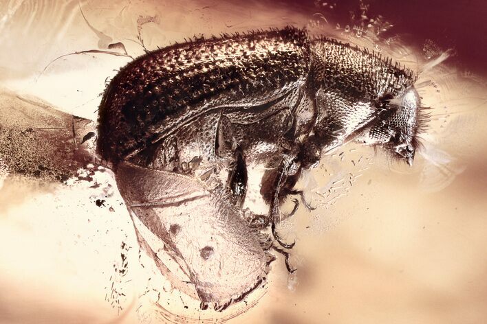 Detailed Fossil Bark Beetle (Scolytinae) in Baltic Amber #335653